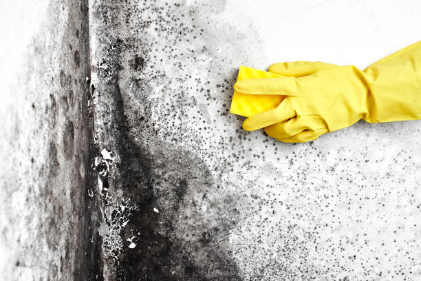 Best Post-Construction Mold Inspection  in Ardmore, TN