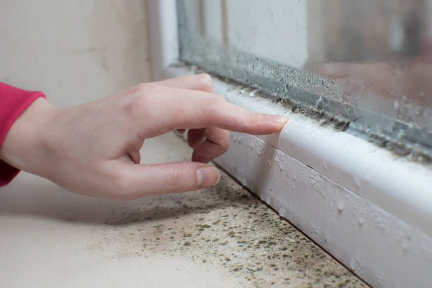 Professional Mold Removal in Ardmore, TN