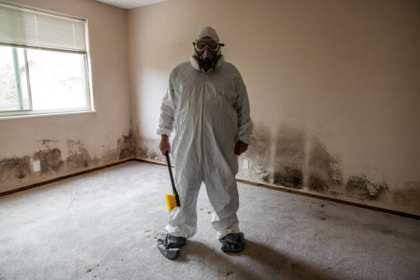 Best Attic Mold Removal  in Ardmore, TN